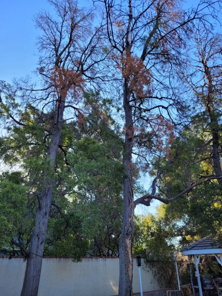 Affordable yard cleanup service experts serving Panorama City, CA - S.De Rosas Landscaping