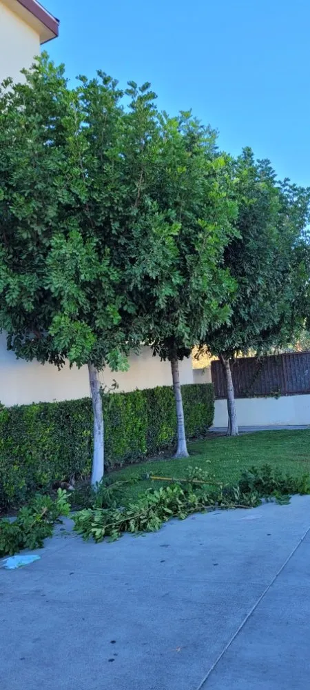 Trusted landscape design in Panorama City, CA - S.De Rosas Landscaping