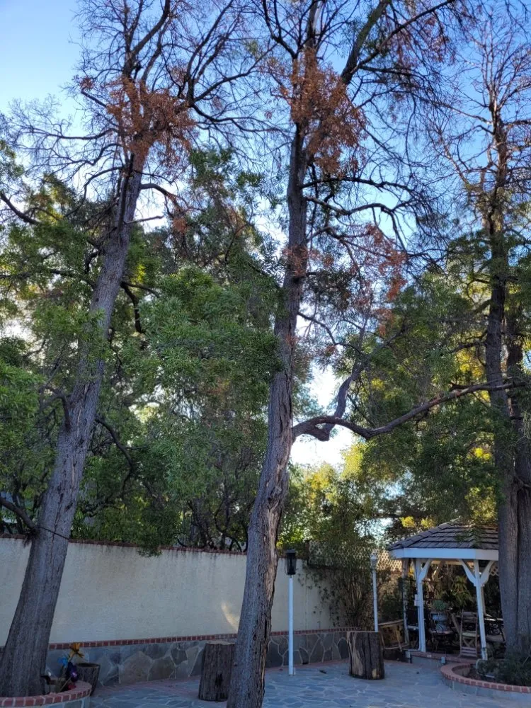 Local yard maintenance for year-round maintenance in Panorama City, CA by S.De Rosas Landscaping