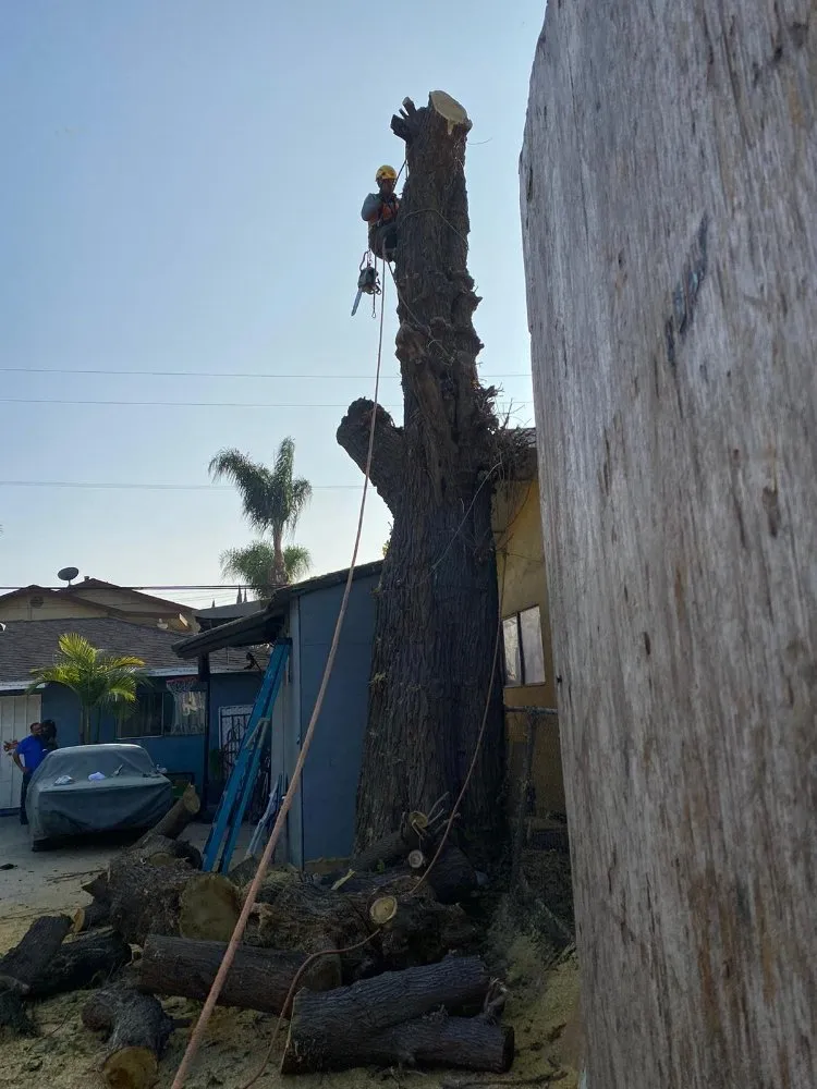 Expert lawn care service experts serving Panorama City, CA - S.De Rosas Landscaping
