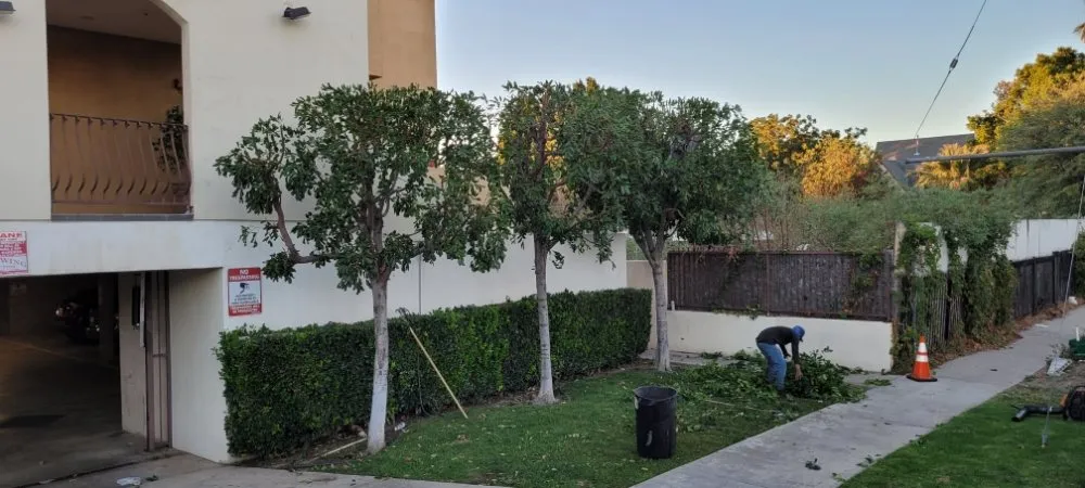 Custom lawn care service in Panorama City, CA - S.De Rosas Landscaping