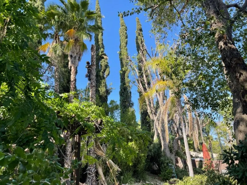 Trusted yard maintenance experts serving Panorama City, CA - S.De Rosas Landscaping