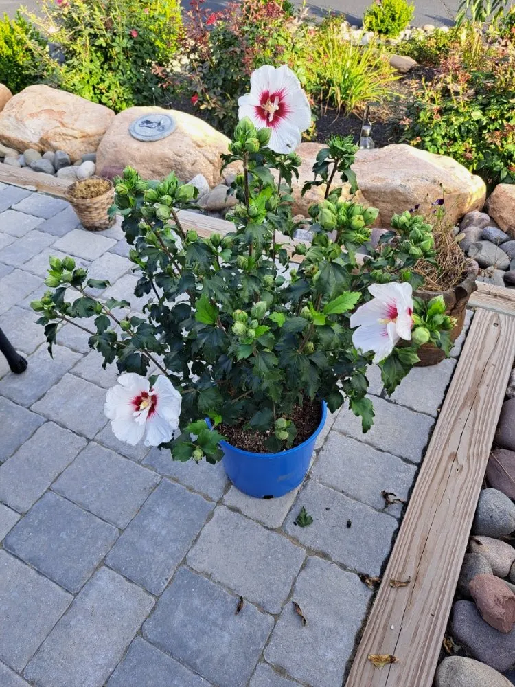 Expert residential landscaping for year-round maintenance across Bernville, PA - SDS Landscaping