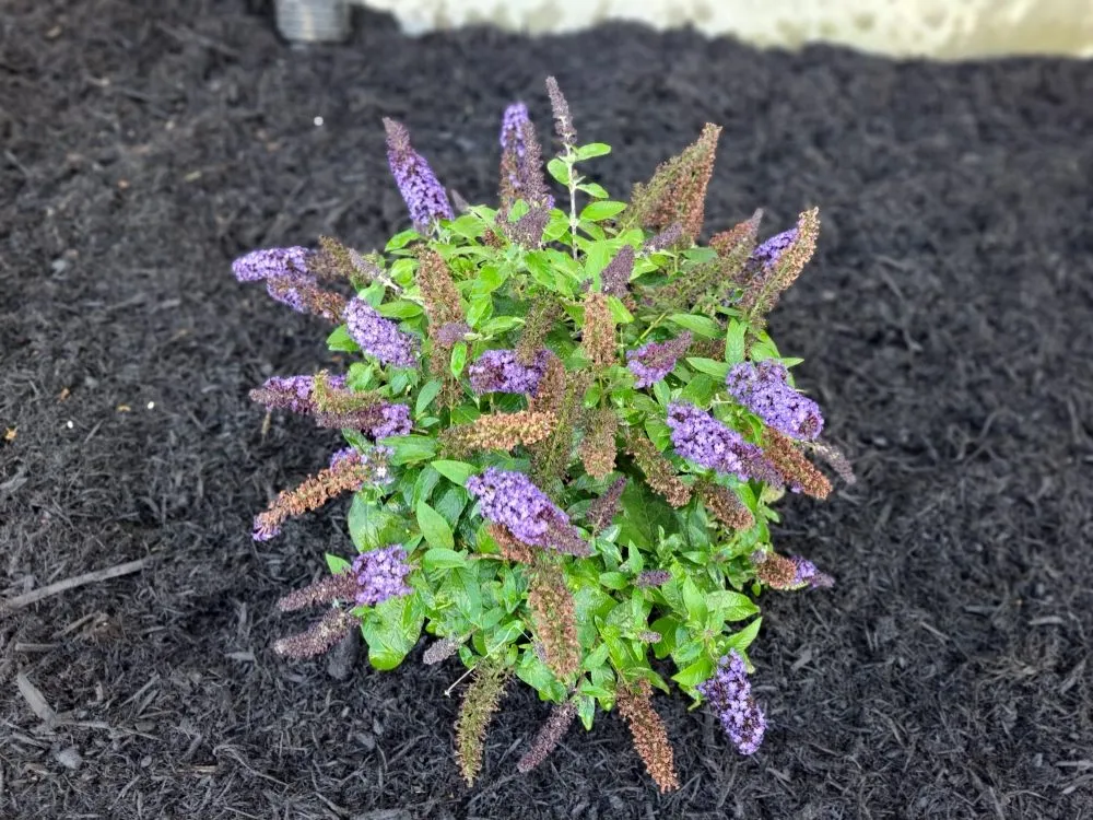 Expert garden landscaping near you in Bernville, PA by SDS Landscaping