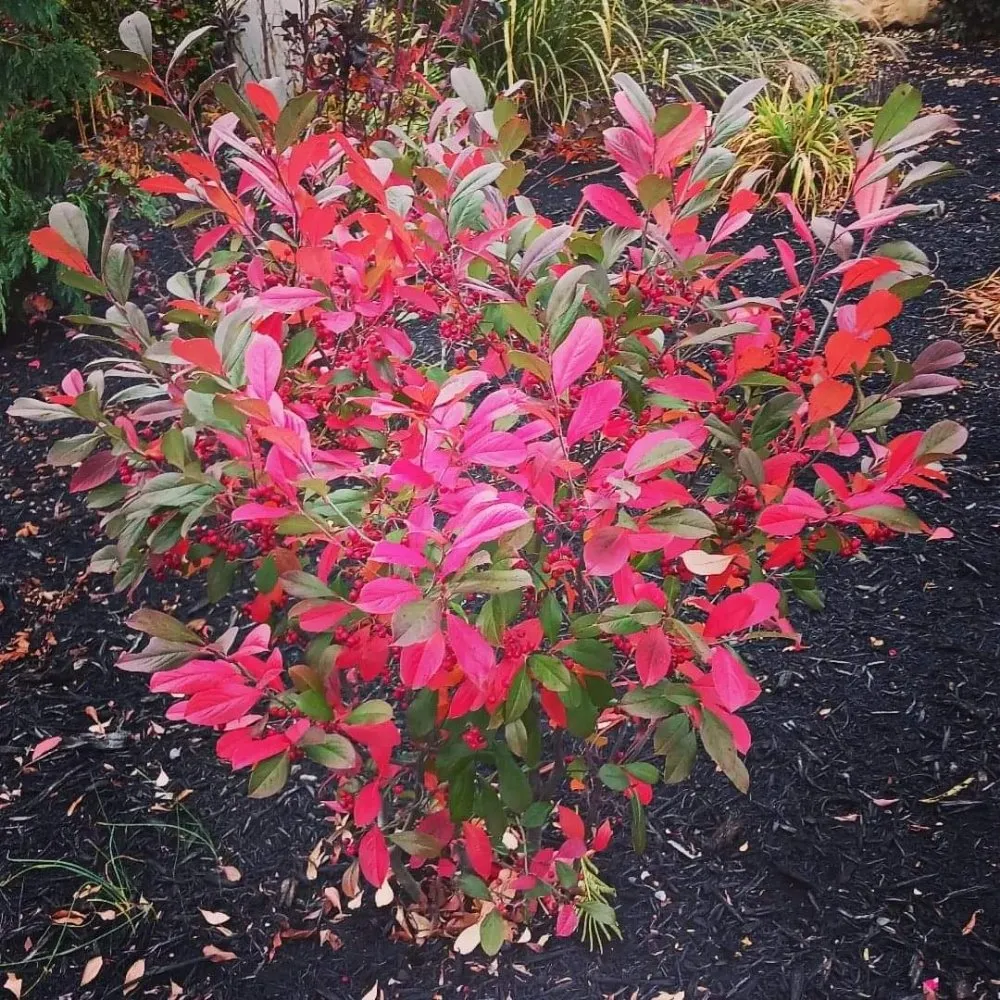 Affordable landscape design in Bernville, PA by SDS Landscaping