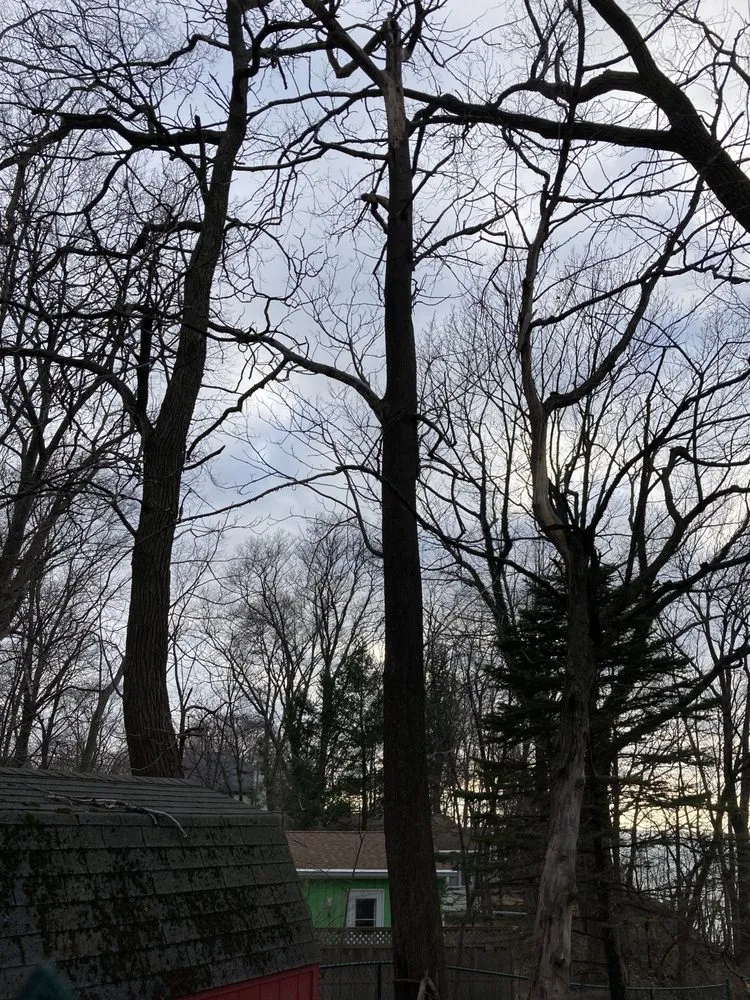 Trusted landscape installation for beautiful yards across Benton Harbor, MI - S&E Tree Service