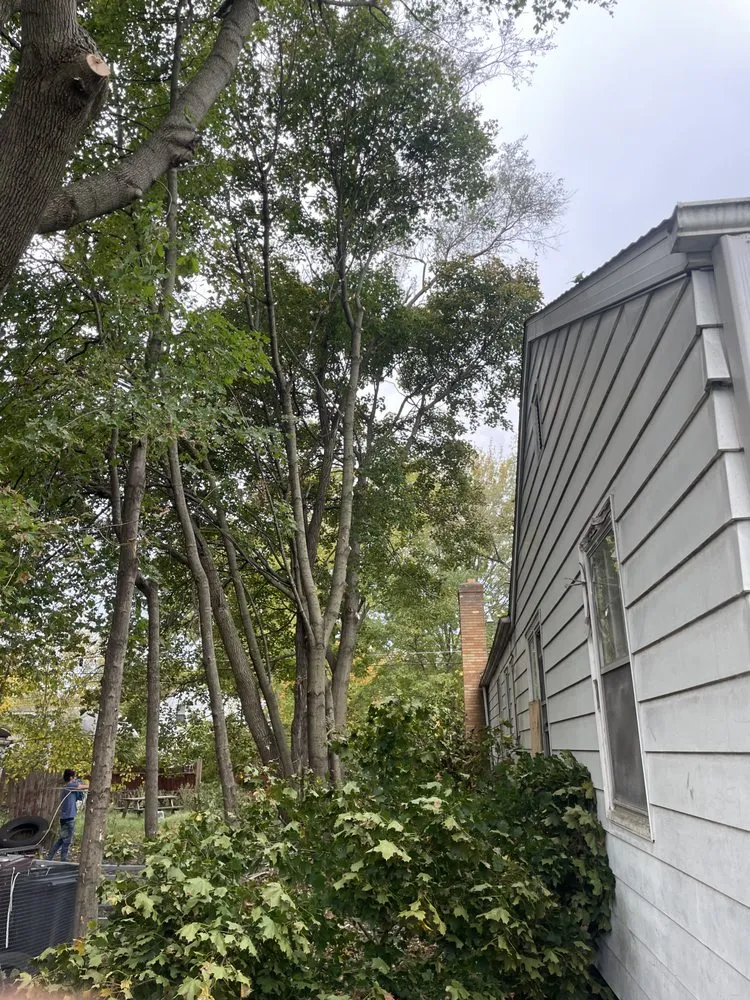 Affordable landscaping services in Benton Harbor, MI - S&E Tree Service