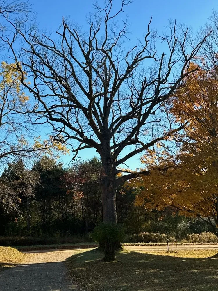 Local yard cleanup service in Benton Harbor, MI by S&E Tree Service