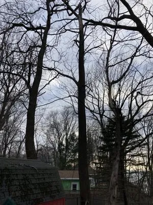 S&E Tree Service Logo