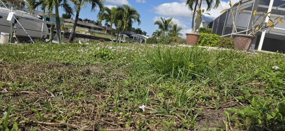 Affordable yard cleanup service in Cape Coral, FL - Sea Breeze