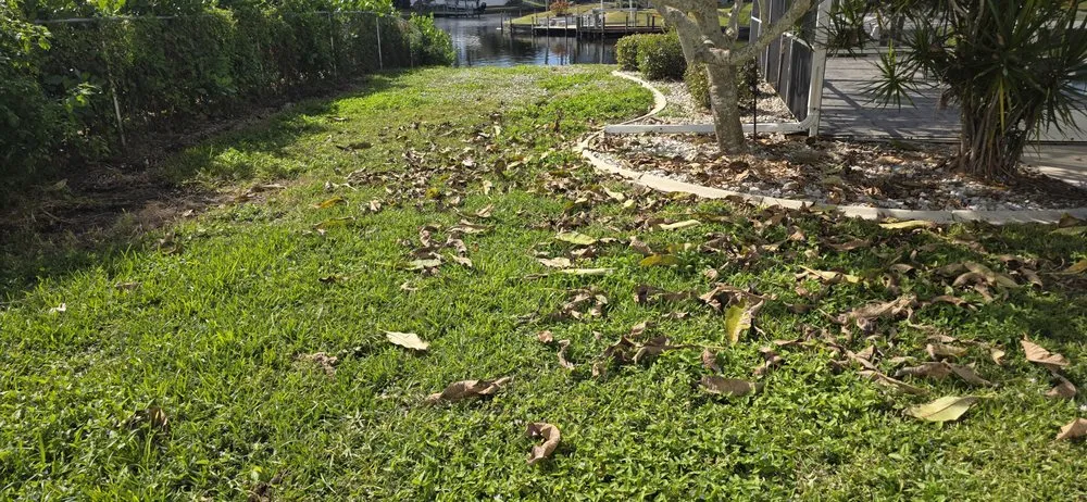 Local yard cleanup service experts serving Cape Coral, FL - Sea Breeze