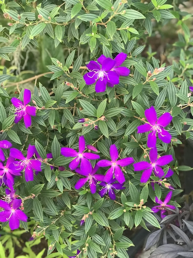 Reliable residential landscaping in Bonita Springs, FL by Sea Glass Landscape Services