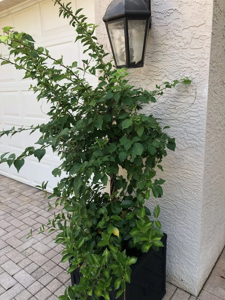 Custom yard maintenance for residential properties across Bonita Springs, FL - Sea Glass Landscape Services