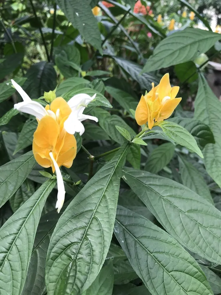 Reliable yard maintenance experts serving Bonita Springs, FL - Sea Glass Landscape Services