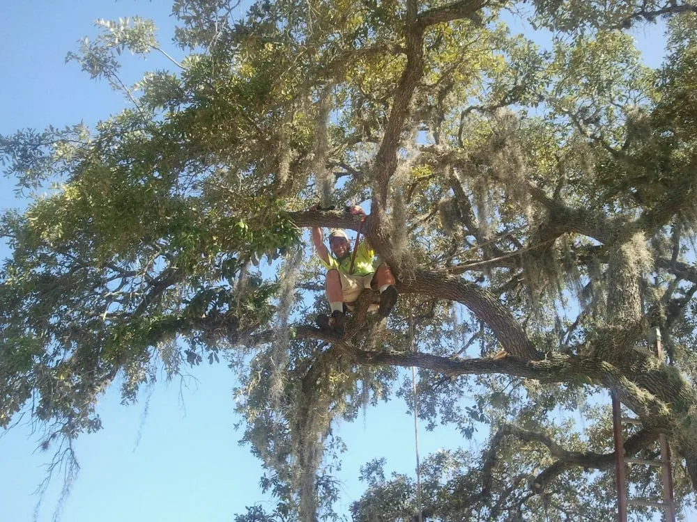 Local residential landscaping for homes in Tarpon Springs, FL by Sea of Green Designs