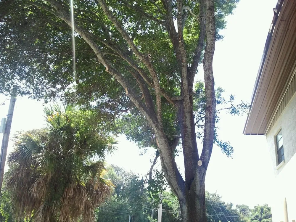 Top-rated outdoor landscaping in Tarpon Springs, FL by Sea of Green Designs