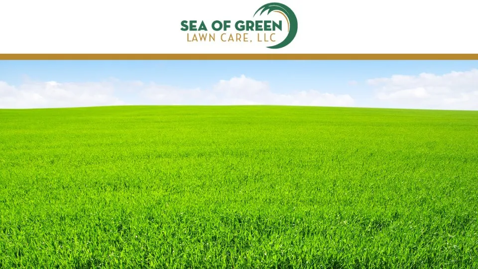 Local yard cleanup service in Byfield, MA - Sea of Green Lawn Care
