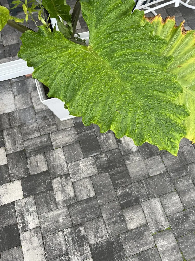 Professional residential landscaping for outdoor upgrades across Lake Worth, FL - Seacoast Artificial Turf & Landscape