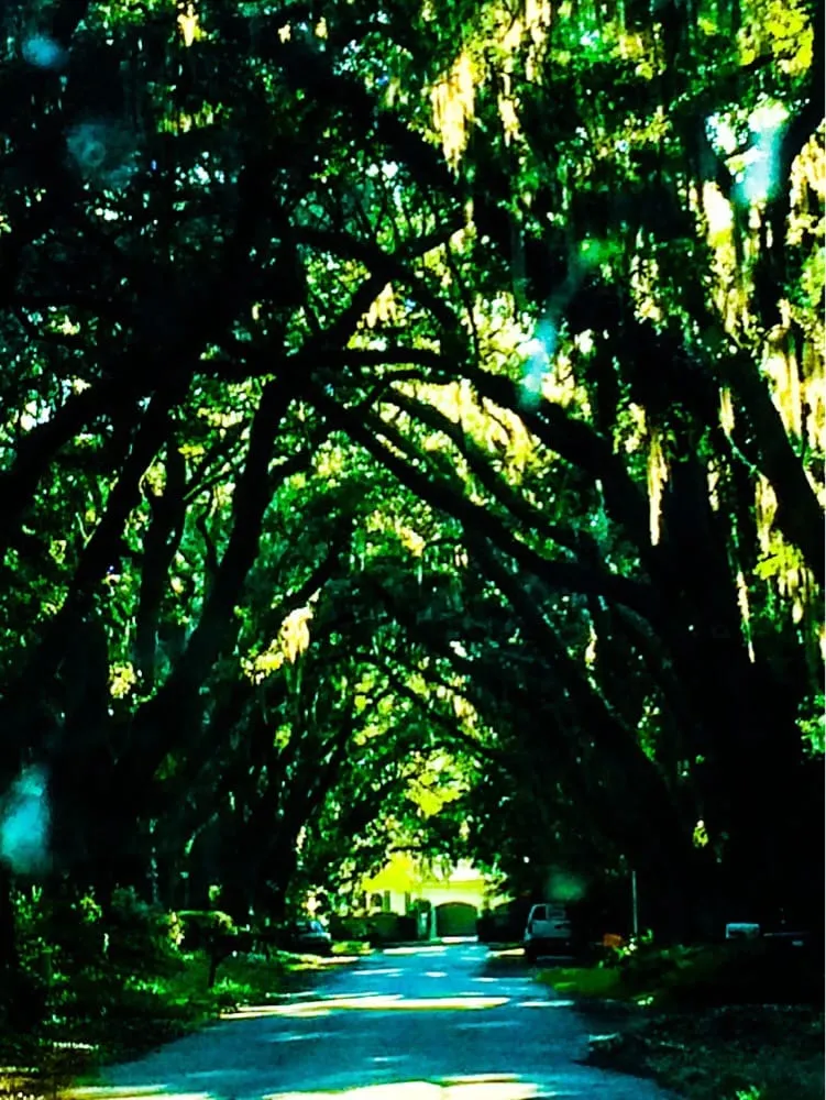 Local landscaping services in Johns Island, SC by Seacoast Landscape