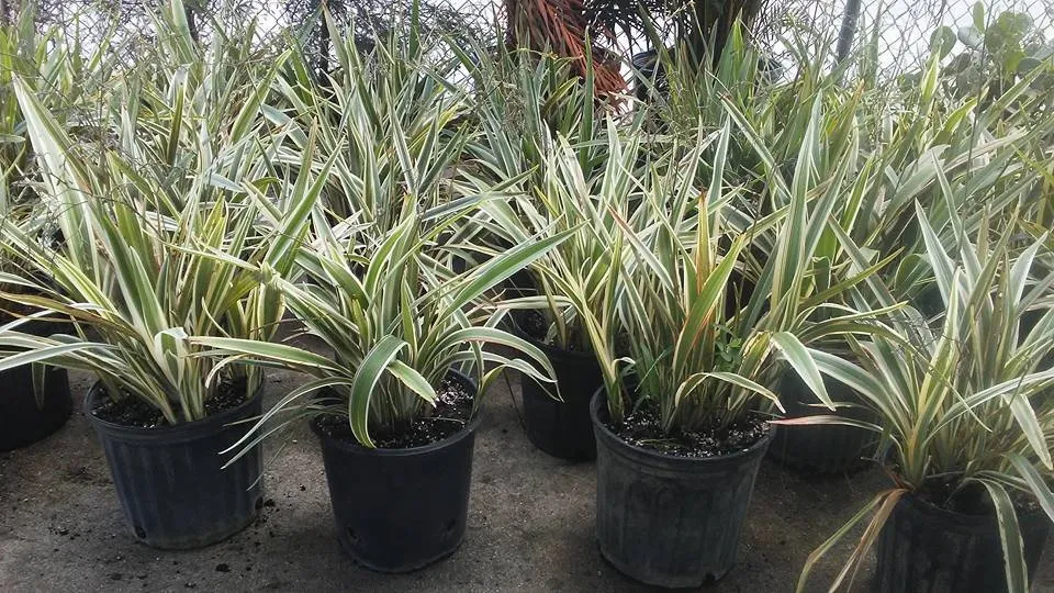 Professional landscaping services in Port St. Lucie, FL - Seacoast Lawn Tropical Service