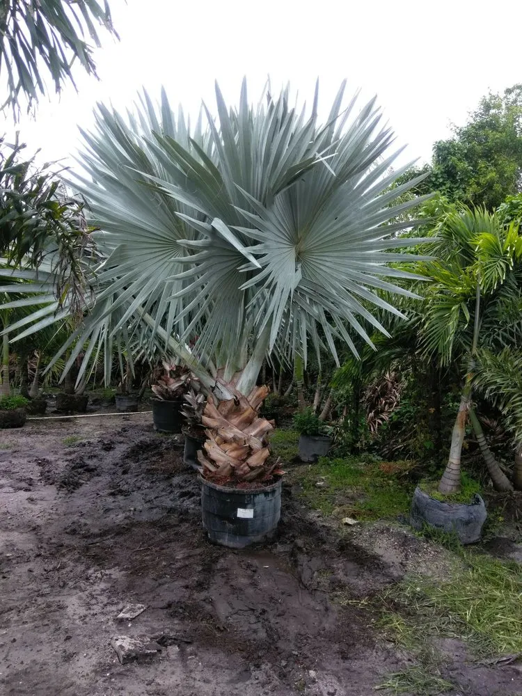 Affordable lawn mowing service for beautiful yards in Port St. Lucie, FL by Seacoast Lawn Tropical Service