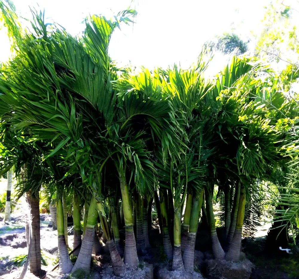 Custom outdoor landscaping near you across Port St. Lucie, FL - Seacoast Lawn Tropical Service