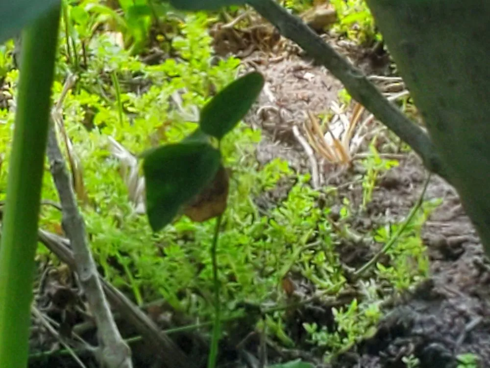 Reliable garden landscaping for outdoor upgrades in Port St. Lucie, FL by Seacoast Lawn Tropical Service