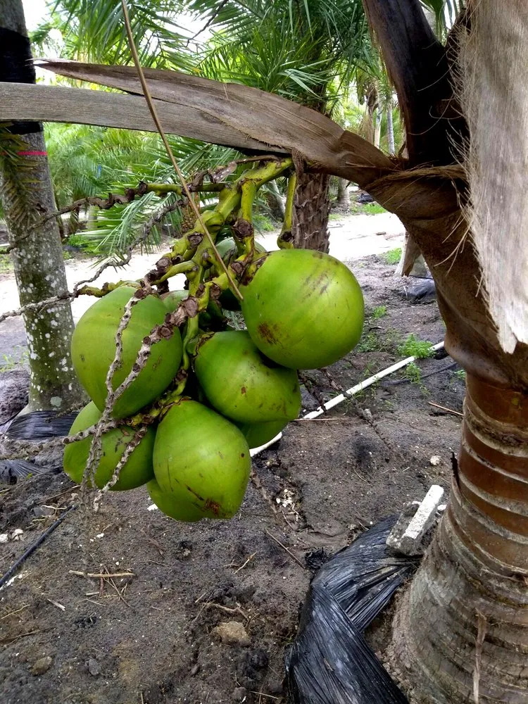 Top-rated outdoor landscaping for beautiful yards in Port St. Lucie, FL by Seacoast Lawn Tropical Service
