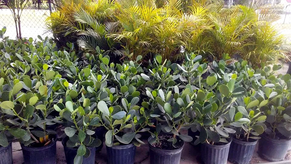 Local garden landscaping for year-round maintenance in Port St. Lucie, FL by Seacoast Lawn Tropical Service