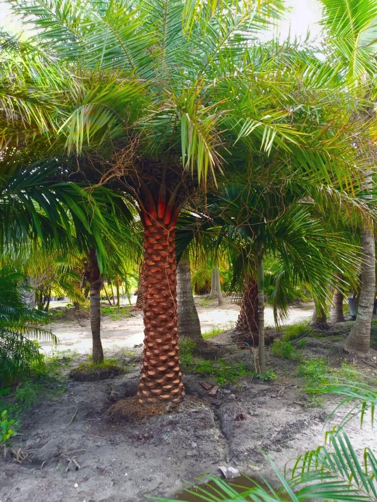 Affordable lawn care service experts serving Port St. Lucie, FL - Seacoast Lawn Tropical Service