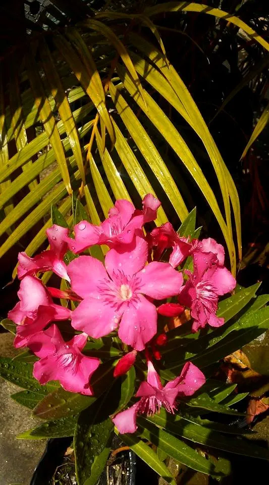 Reliable lawn mowing service for outdoor upgrades across Port St. Lucie, FL - Seacoast Lawn Tropical Service