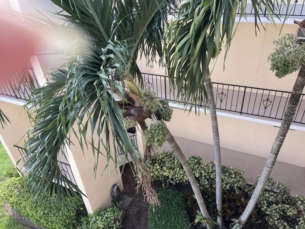 Reliable lawn mowing service in West Palm Beach, FL by Seacrest Services