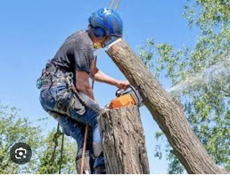 Top-rated landscaping services near you across New Orleans, LA - Seagrass Lawn & Tree Service