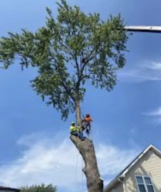 Professional garden landscaping in New Orleans, LA - Seagrass Lawn & Tree Service