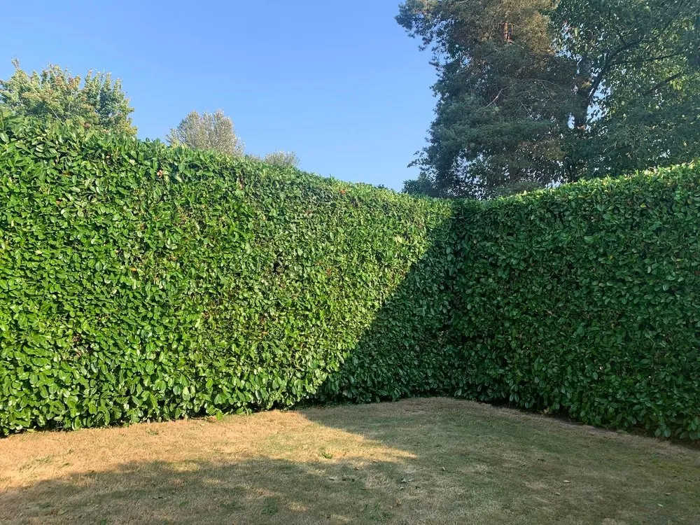 Reliable landscaping services in Tacoma, WA - Seahawk Lawn Service