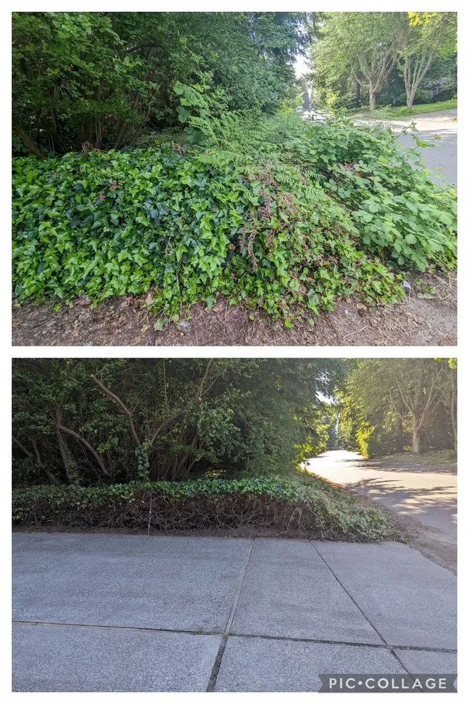 Top-rated landscaping services in Tacoma, WA by Seahawk Lawn Service