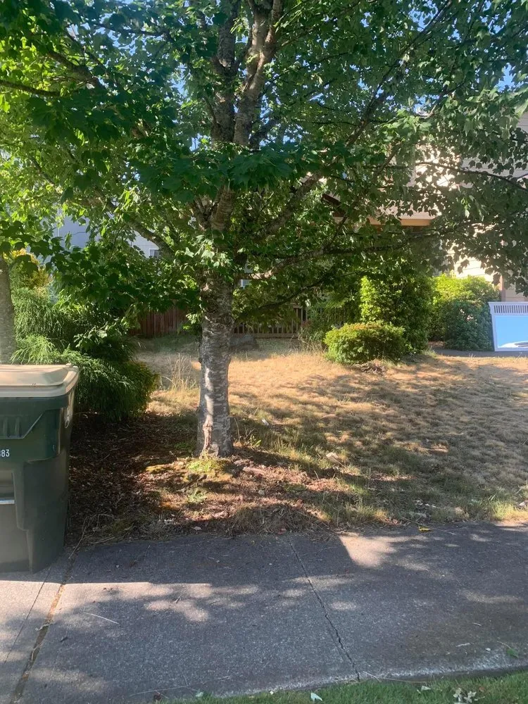 Affordable lawn care service for outdoor upgrades in Tacoma, WA by Seahawk Lawn Service