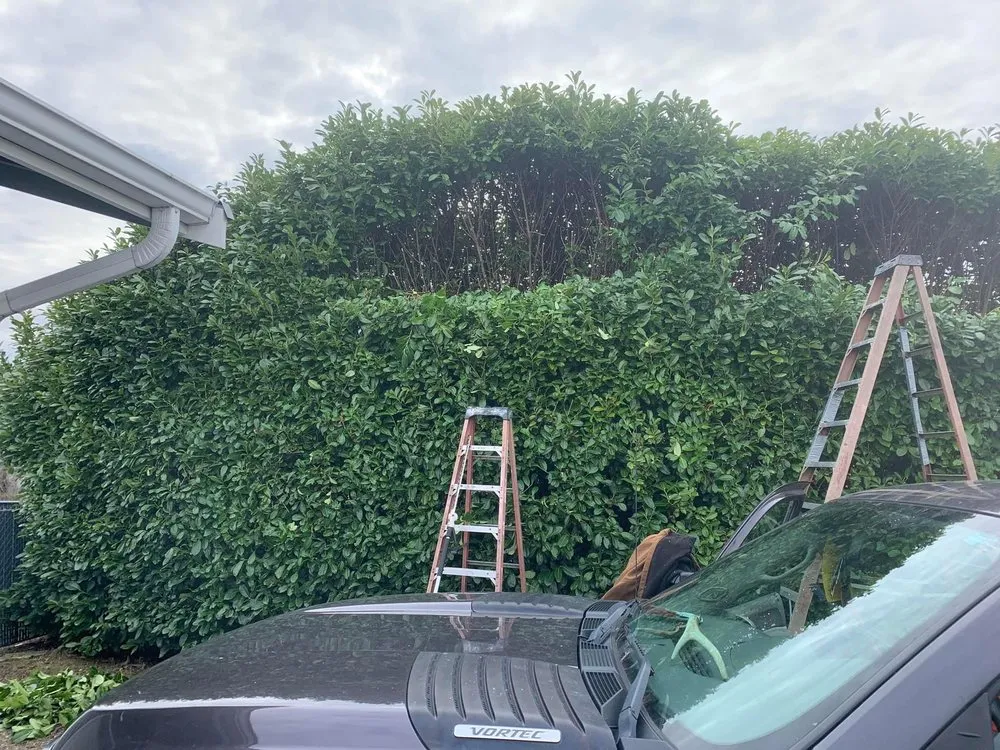 Professional landscaping services for beautiful yards across Tacoma, WA - Seahawk Lawn Service