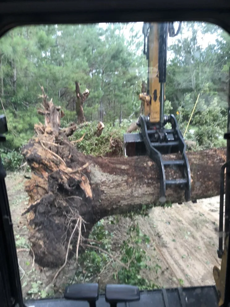 Trusted lawn care service in Gulfport, MS - Seal Tree And Stump Removal