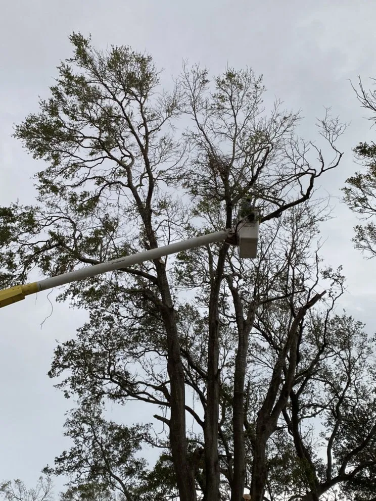 Trusted yard cleanup service in Gulfport, MS - Seal Tree And Stump Removal