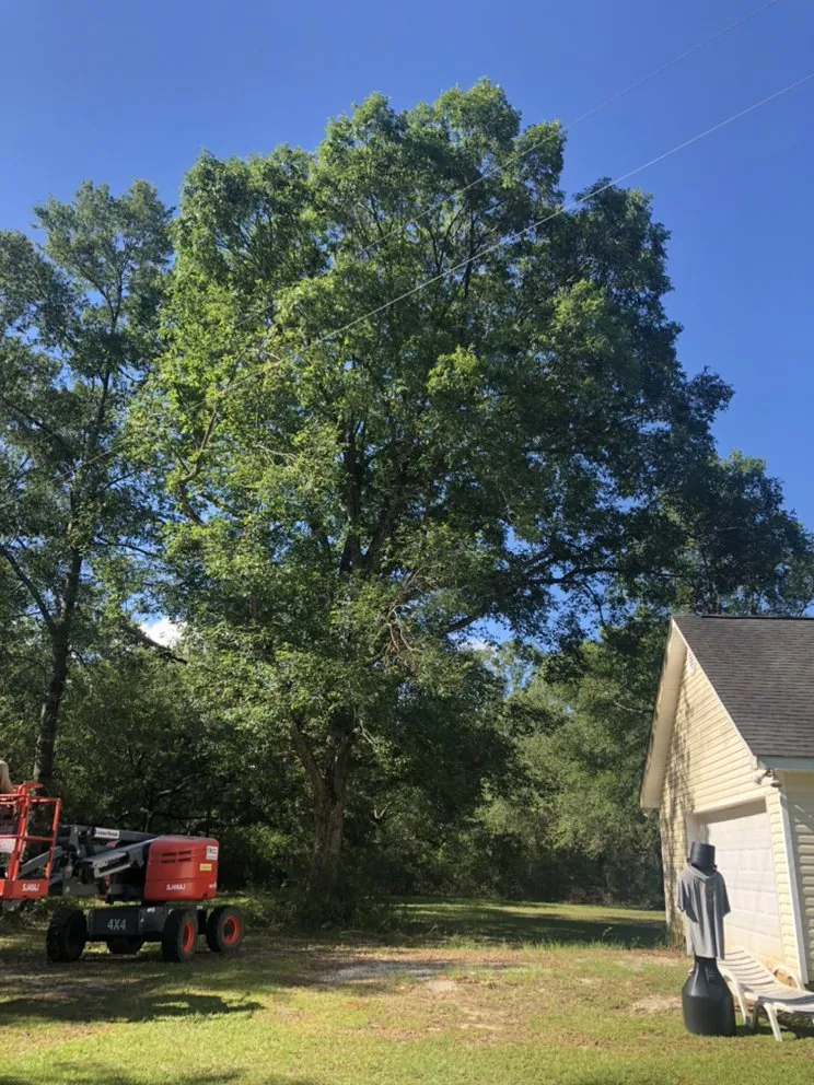 Affordable yard cleanup service experts serving Gulfport, MS - Seal Tree And Stump Removal