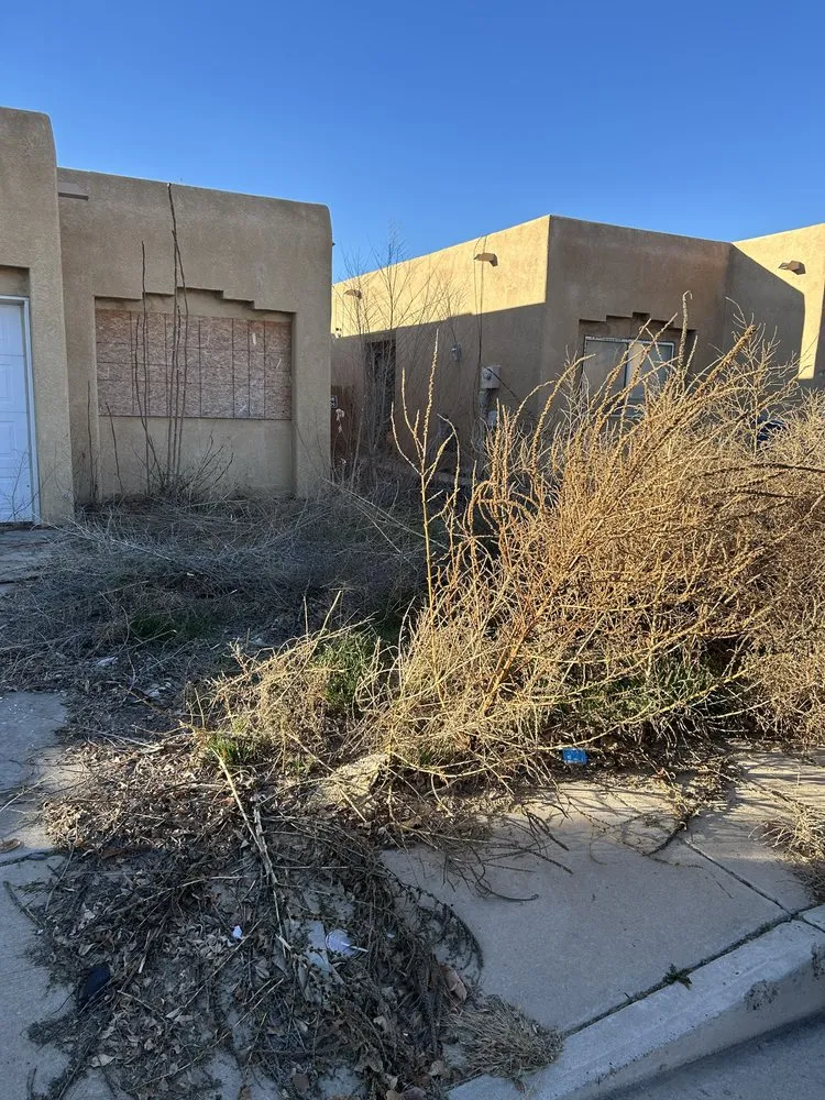 Expert yard cleanup service in Los Lunas, NM by Seale Landscaping