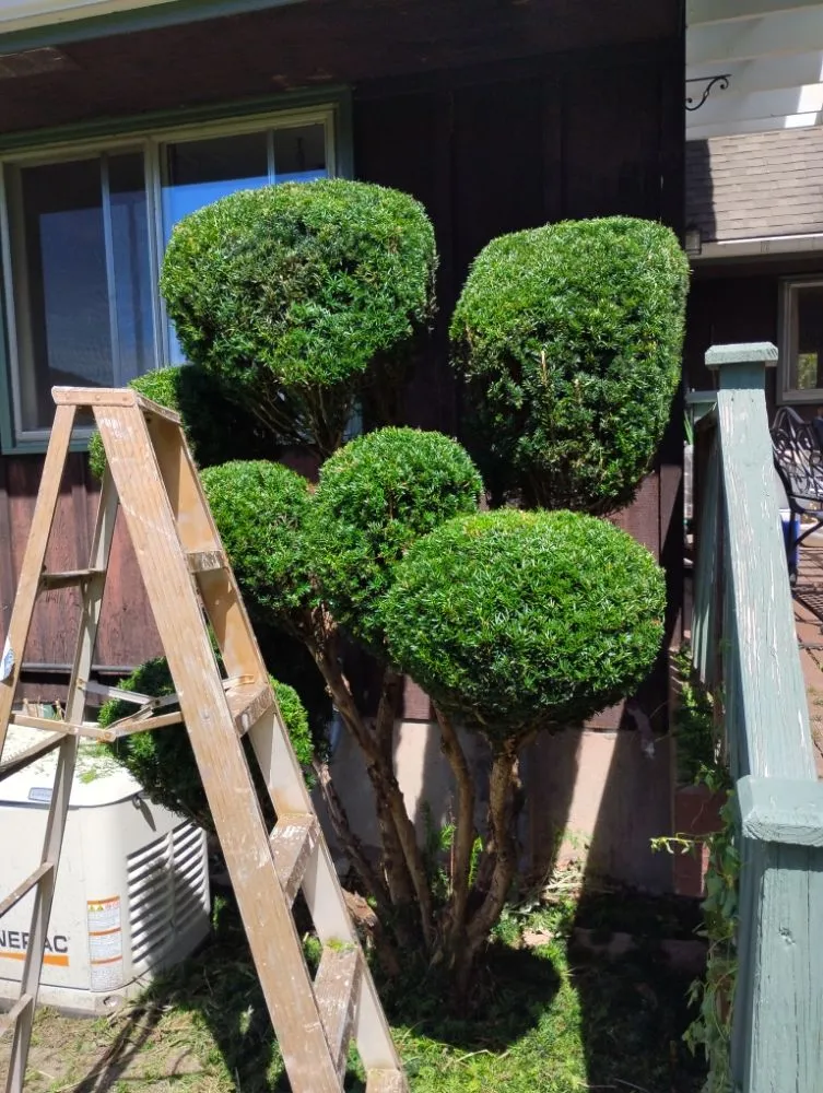 Local lawn care service for residential properties in Wellsboro, PA by Sean Bailey