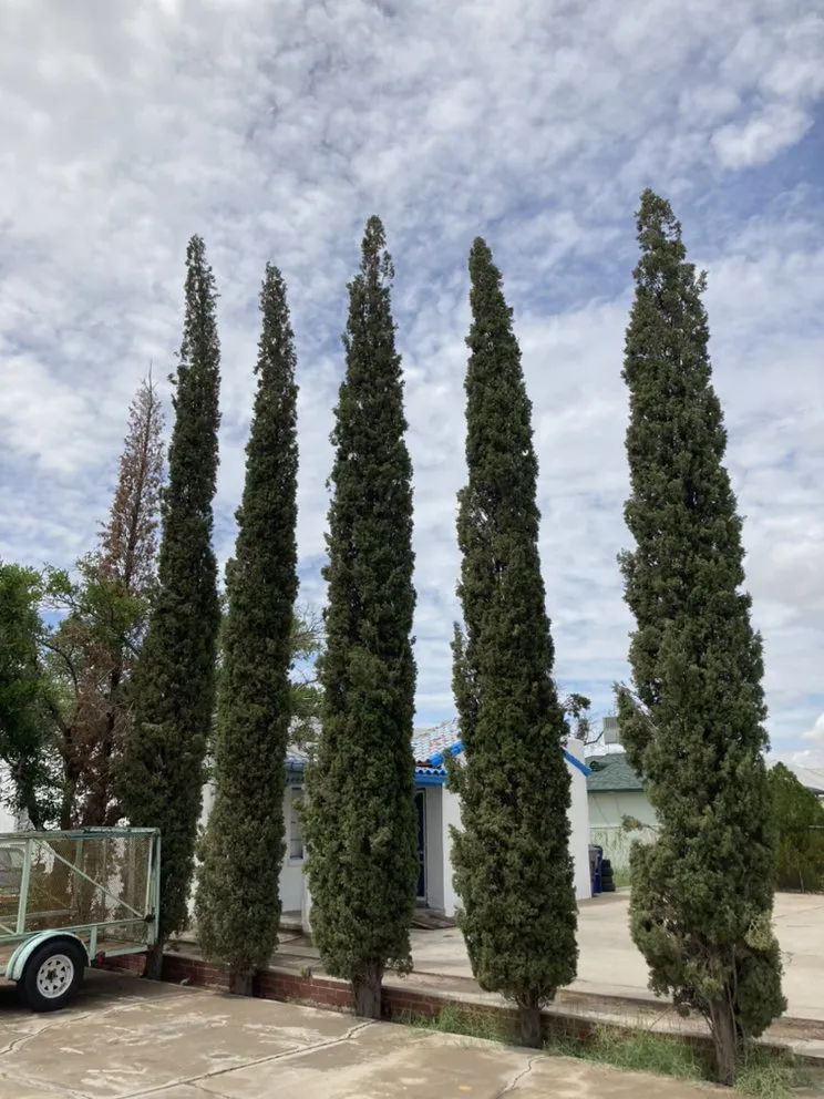 Local landscaping services experts serving El Paso, TX - Sean’s Green and Clean Yard Services