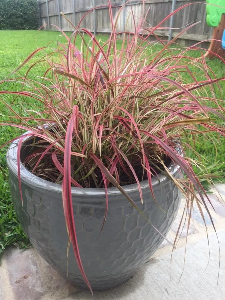 Expert outdoor landscaping experts serving Belle Chasse, LA - Sean's Landscaping