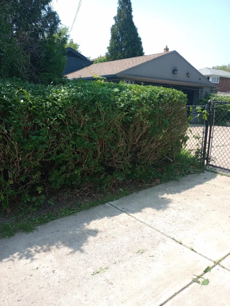 Top-rated yard cleanup service in Buffalo, NY by Sean's Landscaping