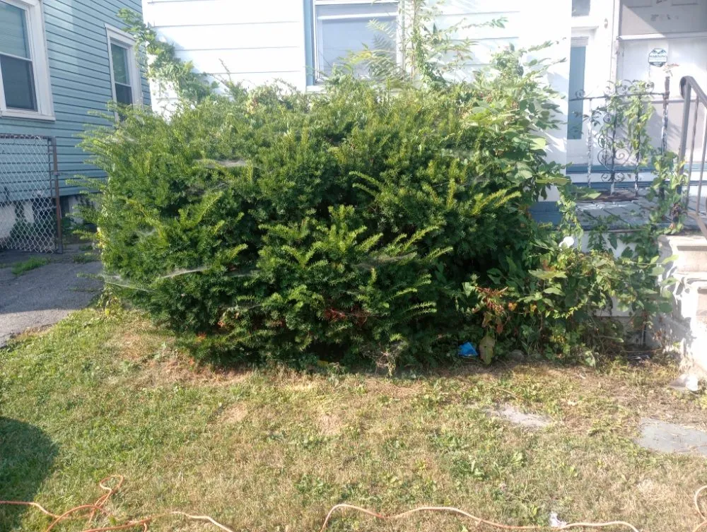 Professional yard maintenance experts serving Buffalo, NY - Sean's Landscaping