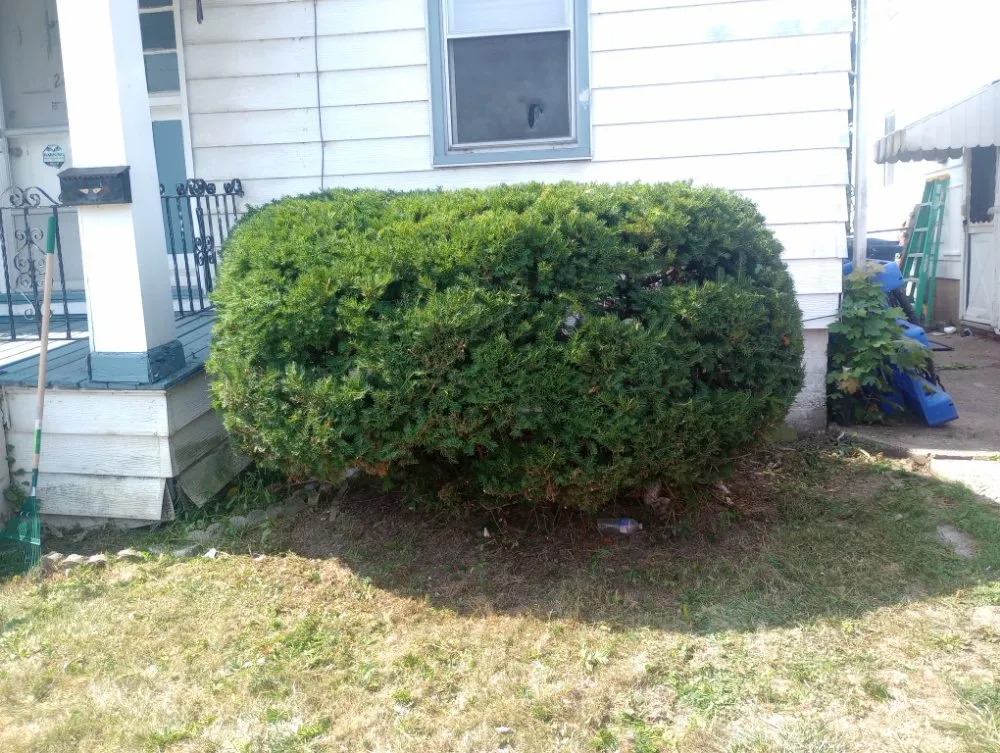 Trusted lawn care service for residential properties in Buffalo, NY by Sean's Landscaping