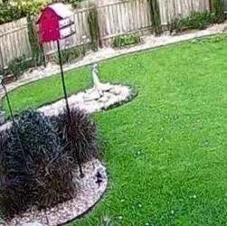 Local lawn care service in New Orleans, LA by Sean's Landscaping