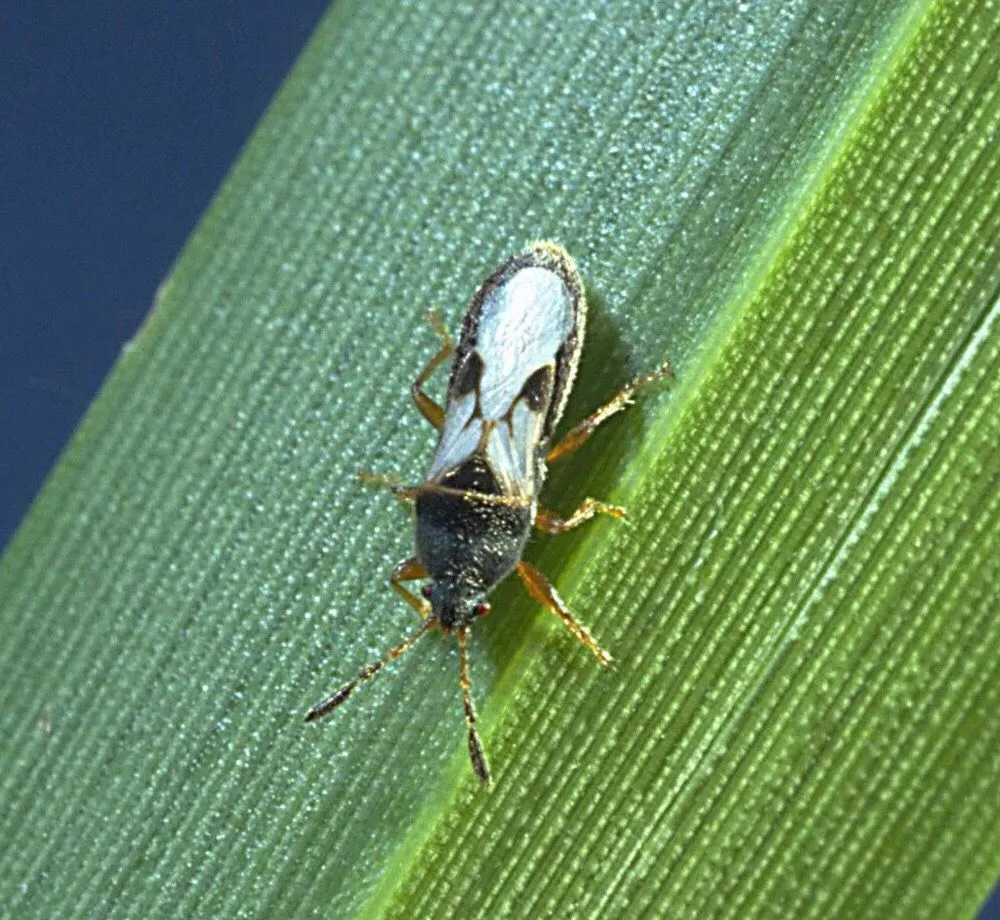 Custom yard cleanup service in Wilmington, NC - Sean's Lawn's